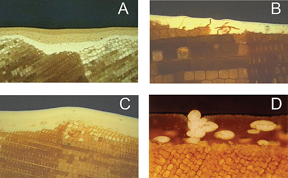 Vier Bilder zeigen mikroskopische Untersuchungen vom Zustand der Beschichtung (A – Dreischichtaufbau, B – Einschichtaufbau mit ausreichender Trockenschichtdicke. C – Aus der Beschichtung aufstehende Faserteile, D – Lufteinschlüsse in der Beschichtung).