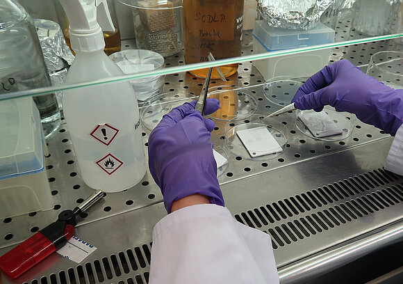 Das Foto zeigt das  Abdecken des Inokulums mit Folie durch eine Labormitarbeiterin.